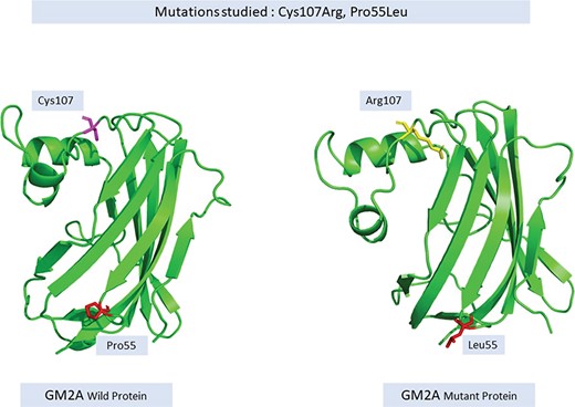 Change in the structure of wild versus mutant GM2A protein.