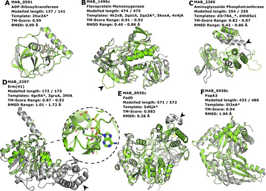 Interesting targets selected from the literature. (A–C) Antibiotic modifying proteins revised in (22). (D) Erythromycin ribosomal methylase (Erm (41)) with the SAM binding pocket and the GxGxG motif in detail. (E–F) FadD and PapA3, enzymes likely involved in the TPP-biosynthesis pathway as suggested in (32). In all cases, the models are represented in green and are superimposed to the most dissimilar template (i.e. the one presenting highest RMSD value), which is also indicated in each header with an asterisk. The black arrowheads point to different features described in the main text.