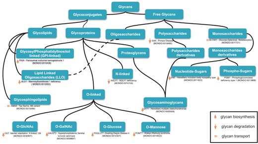 An example of classification of relevant glycans involved in human diseases based on the essential of glycobiology and CHEBI ontology. Glycans can be free or conjugated to macromolecules (protein, lipids). Free glycans can be monosaccharides (n = 1), oligosaccharides (2 < n < 10) or polysaccharides (n > 10), and their derivatives (e.g. acetylated, sulfated) 13 exemplary diseases names along with the mutated genes and MONDO ID (in parentheses) are indicated for 13 classes of glycans. Up, down orange arrows and orange equal signs indicate, respectively, the involvement of the gene products in glycan biosynthesis, degradation or transport. Based on our disease curation, there are 176 glycan-related diseases (CDG and diseases in which glycophenotypes are detectable, see online supplementary material for Table S1).