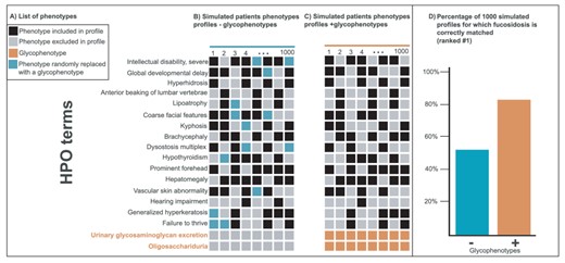 Improvement of disease diagnostic with molecular glycophenotypes for fucosidosis. Panel A lists 18 phenotypes frequently associated with fucosidosis. The columns in Panels B and C illustrate simulated patients phenotypes profiles composed of a random selection of 10 of these 16 phenotypes. The profiles in Panel C include glycophenotypes (bottom in orange), whereas those in Panel B do not. Panel D shows that when these two groups of 1000 simulated profiles are compared for their diagnostic utility, the profiles that contain glycophenotypes (C) significantly outperform those that do not (B) (Fisher exact P-value = 8.5e-47). Moreover, more specific glycophenotypes are more diagnostically useful than more general ones. This underscores the importance of harmonizing glycophenotypes across data resources as well as collecting them from patients.