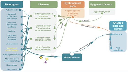 Example of omics integration with ontologies related to glycans: graph representation of the impact of a dysfunctional C1GALT1C1 on health C1GALT1C1 encodes Cosmc, a molecular chaperone for a glycosyltransferase that initiates O-GalNac glycans synthesis (T-synthase) (127). Dysfunctional Cosmc can lead to an improper T-synthase folding, thus abnormal O-glycans with the abnormal glycophenotype: increase of sTn/Tn antigen (SNFG symbols, respectively, yellow square for Tn and a purple diamond/yellow square for sTn) (128). Dysfunctional Cosmc (129) can be due to mutations or epigenetic factors, for instance the hypermethylation of C1GALT1C1’s promoter can lead to increase of sTn/Tn antigen. These two glycophenotypes are also common in many cancers (130). Mouse models have shown that C1GALT1C1 mutation can lead to abnormal O-glycans on platelets, generating bleeding disorders similar to Bernard-Soulier syndrome (MONDO:0009276) (131) Inflammatory bowel disease similar to Crohn’s Colitis (132) and abnormal microbiota (133). In fact, human gut microbiota (HGM) feeds on normal MUC2 glycans (134–136). Hence, the disruption of MUC2 glycosylation due to C1GALT1C1 mutation could potentially lead to microbiota and host physiology issue (137).