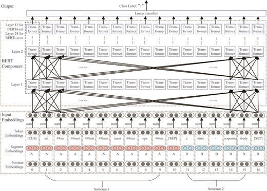 An illustration of the architecture of BERT (18).