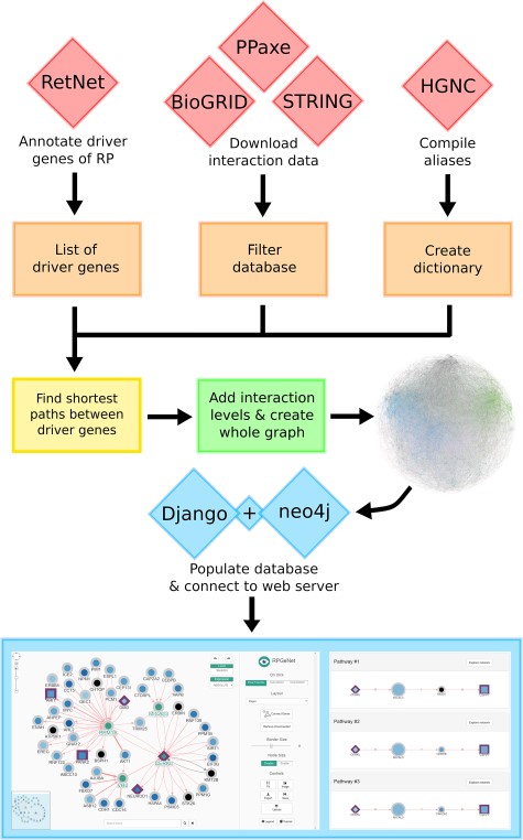 Data integration workflow to build the RPGeNet core database. The final graphical web interface (bottom panels) depends on a series of data integration steps that provide the interactions and nodes to the main neo4j database engine. Each component of the workflow is described in detail on the main text.