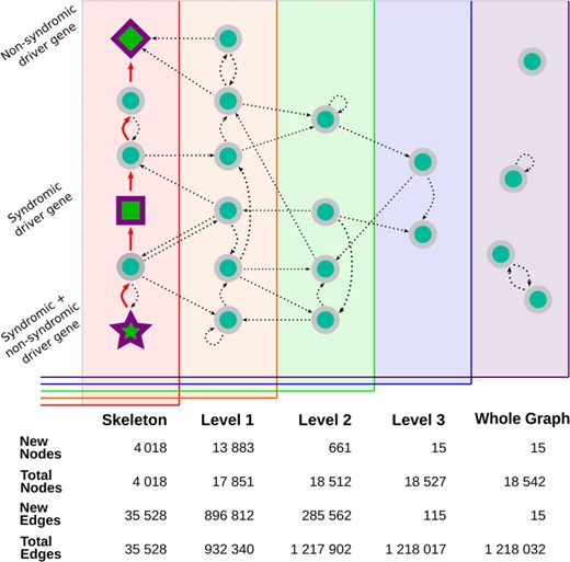 Visual representation of the expansion of the core interaction graph. The graph builder begins with the construction of the skeleton graph, represented by all the nodes on the leftmost panel. The skeleton is created by finding the shortest direct interaction path (the red arrows) between all the known driver genes—drawn here using the same shapes as in RPGeNet Network Explorer (star, square and diamond shapes, based on whether their mutations cause syndromic diseases or not). The graph is then expanded into level one (represented as the orange panel) by adding all of the parents and children (straight lines) of the nodes already found in the skeleton graph. Level-specific interactions are shown as curved connections linking nodes within a given graph level. The expansion is repeated until the highest level is reached and all known genes with known interactions have been connected to the interactions core graph. The remaining genes that do not have any known interaction that connects them with the core graph are included in the whole graph level. Some of those genes may have interactions with other genes found only in the whole graph level (and many of those interactions are self-references). The bottom table from this figure compares the number of nodes and edges added on each level (‘New Nodes’ and ‘New Edges’ rows), as well as the total number of nodes and edges accumulated.