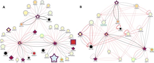 A control case interaction visualized on RPGeNet showing the connections between NRL, NR2E3 and CRX retinal transcription factors. (A) RPGeNet was queried to display the subnetwork among NRL, NR2E3 for the nodes at distance one at level one; then nodes connected to CRX were added with the ‘Node Addition’ button activated on click. CRX, NRL and NR2E3 are three well-known transcription factors that co-regulate retinal-specific genes, among them RHO. Interestingly, several other genes that cause retinal dystrophies also appear in the network as target genes or other transcriptional regulators (border shown in purple). Nodes color-fill defined by the ‘RET-ALL’ gene-expression data. (B) Further trimming of the subnetwork obtained by omitting the nodes that are not chromatin remodelers or transcription factors provide an overview of relevant co-regulators of retinal genes. After deleting the corresponding nodes, further edges—out of the shortest paths that link the genes left—were shown by clicking on the ‘Connect Genes’ button at the control panel. This visualization allows pinpointing and exploring alternate pathways that connect the initial seeds; for instance, CRX and NRL were already connected, but longer paths are now evident like CRX⇌PRKN⇌HNRNPK⇌NRL, when PRKN and HNRNPK are linked. Another example can be the pathway found between NRL and NR2E3 on the path NRL⇌SMAD4⇌PIAS3⇌NR2E3, when SMAD4 and PIAS3 are linked. Both panels from this figure can be reproduced on the Network Explorer if users upload the Supplementary Files 2 and 3, respectively.