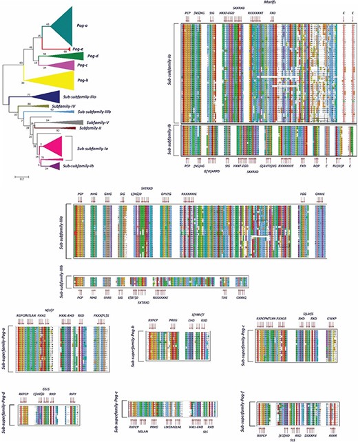A phylogenetic tree and MSAs of UPO encoding sequences belonging to sub-subfamilies and sub-superfamilies which are reclassified. The motifs specific to each sub-subfamily are signified with a red arrow.