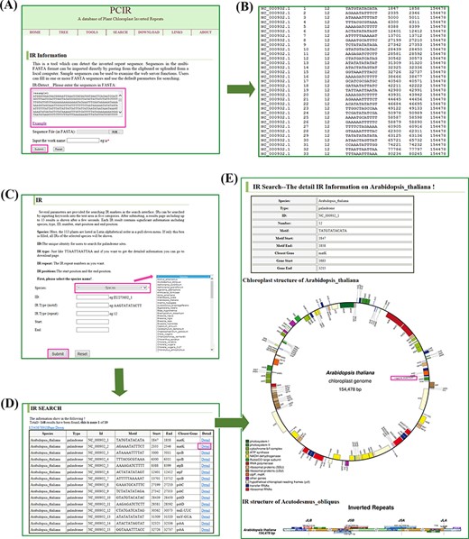 Retrieval of IR sites in the database. (A) The tool interfaces. The sequences in FASTA format can be filled into the test area to find IR sites. (B) The display of a sample tool’s results. The results contain sequence name, result number, base number, motif structure, region start, region end and sequence size. (C) The search interfaces. IR sites can be searched by species name, markers ID, motif structure and repeat positions. (D) The display of a sample search’s results. The results include species, type, ID, motif, closest genes, start position and end position. (E) A sample (e.g. A. thaliana) detail information of IRs. The results contain species, type, id, number, position, circular complete chloroplast genome map and IR regions map.