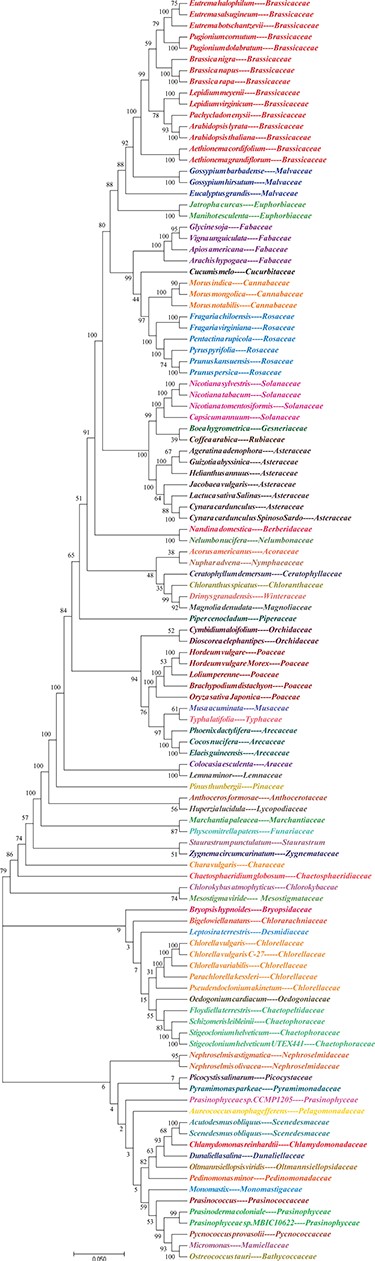 Evolutionary tree of plants. NJ phylogenetic tree reconstruction contains 113 species among 60 families based on concatenated sequences using a maximum likelihood method of all chloroplast genomes.