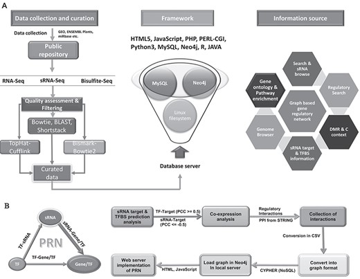 Data curation workflow and portal architecture. A All deposited data were curated by various pipelines and were implemented into the portal using defined architecture. B The implementation of biological interaction networks. Significant sRNA:target genes, TF: target genes. Protein–protein interactions were considered to build a combined graphical model of interactions of these elements using state-of-the-art graphical database Neo4j.