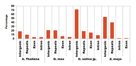 Distribution of identified sRNAs. Most of the sRNAs are being generated from repetitive elements, intergenic regions and some fractions of intronic and exonic regions.