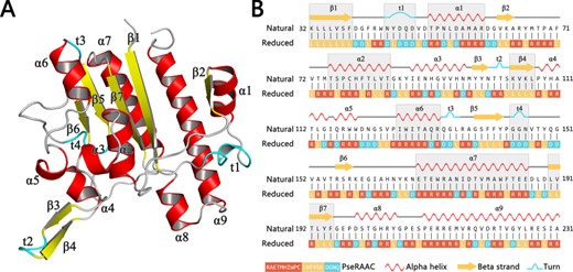 A schematic view of a protein 5TCD in PDB with secondary structures. Subfigure (A) shows the three-dimensional structure of this protein. All secondary structural elements are indicated as different labels. Subfigure (B) shows its corresponding chain view, where the gray background represents the portion of the reduced amino acid sequence that matches the protein secondary structural elements.