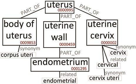 Excerpt of Uberon subtree originating from the ‘uterus’ root. We only report elements that are relevant to our example.
