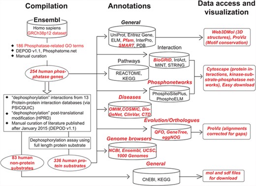 Schematic organization of DEPOD. DEPOD is organized in the following three modules: compilation, annotations and data access and visualization. Details on each are described in text. Red font indicates new additions or improvements in the current version over earlier versions.