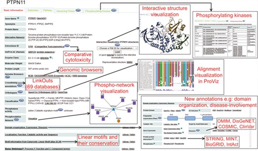 A typical protein entry in DEPOD. Various annotation fields are depicted and newly added annotations are highlighted separately. Phosphatase entries have a ‘Substrates’ tab that harbors information about its protein and non-protein substrates. Substrate entries have a ‘Phosphatases’ tab that includes information about phosphatases that dephosphorylate them.