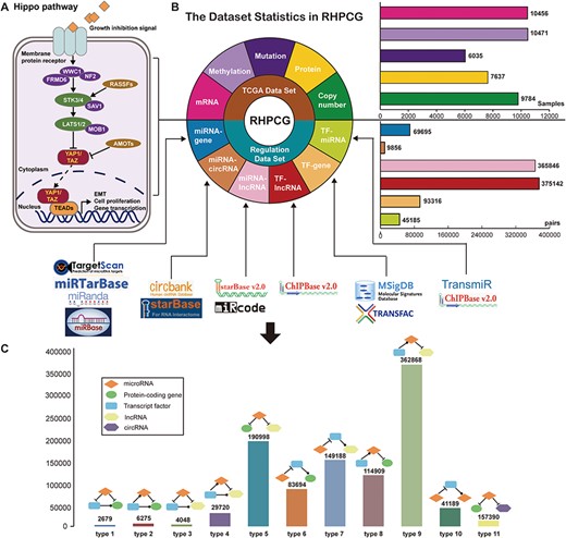 Flow chart of the RHPCG database. (A) Core genes in the Hippo signaling pathway. (B) Dataset statistics in RHPCG. (C) Statistics of regulatory motifs in RHPCG.