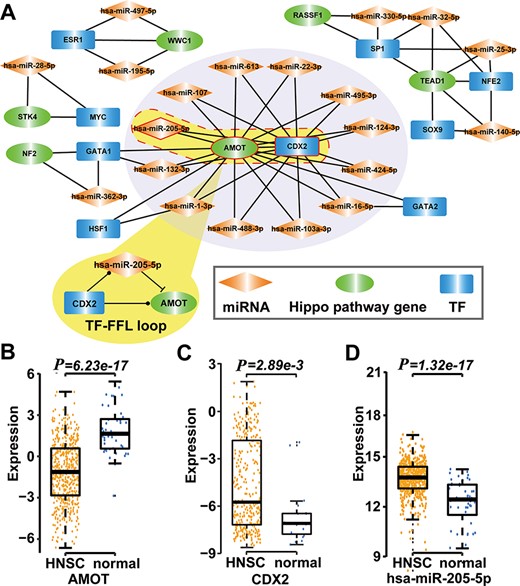 Type 2 motif (FFLs) subnetworks predicted by RHPCG. (A) Both AMOT and CDX2 are hubs in the type 2 motif (FFLs) subnetworks. (B–D) Box plot of expression of molecules in healthy and patients with HNSC.
