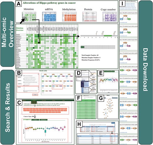 Operating instructions of the RHPCG database. (A) Overview of the multi-omics interface of RHPCG. (B) Search by gene section. (C) Search by cancer section. (D) Information box. (E) Multi-omics visualization section. (F) Table of motif results. (G) Network of motifs. (H) Potential targets of the Hippo signaling pathway. (I) Download page of RHPCG.