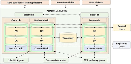 Schematic representation of the AcetoBase repository and database. The nucleotide database (db) table consists of reference nucleotide (NN) table and user nucleotide (UN) table, the clone database table consists of reference clone (CN) table and user clone (UC) table and the protein database table consists of reference protein (NP) table and user protein (UP) table. General users have access to all sequences in the databases except for those that are not yet public, while registered users also have access to the custom database generated with their own clone (UCdb), nucleotide (UNdb) and protein (UPdb) sequences. W-L, Wood–Ljungdahl.