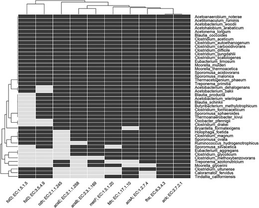 Heatmap indicating the presence and absence of enzymes involved in the Wood–Ljungdahl pathway in genome of known acetogens. The rows show the named acetogens, and the columns show the EC number and gene name for the enzymes. For details of enzyme EC number, etc., see Table S2 in Supplementary Information.
