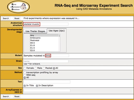 Search. Illustrated is a search for experiments studying gene expression in the skeletal muscle of dystrophin (Dmd) mutants. It takes advantage of two of the curated sample attribute fields: anatomical structure (‘skeletal muscle’) and mutant gene (‘Dmd’). Additional curated fields available for searching are developmental stage, strain and sex. Users can also do free text searching of experiment titles and descriptions, as well as search by ArrayExpress or GEO id.
