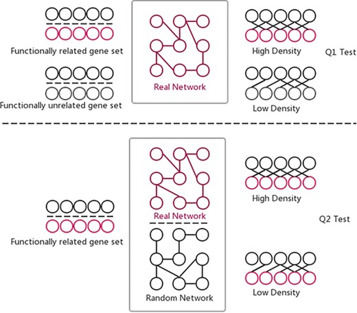 Two hypothesis tests that GSLA used to identify significant functional associations between two gene sets that are biologically meaningful. Q1 tests whether the density of functional associations between two biologically meaningful gene sets is higher than random gene pairs, while Q2 tests whether the strong functional associations observed between two gene sets can only be observed from the biologically correct network, rather than any random interactomes.