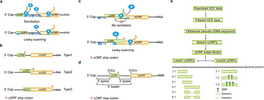 Computation of uORF variation. (a) Reinitiation and leaky scanning models. In the reinitiation model, the 80S ribosomal subunit will separate after translating the uORF and the 40S subunit remains associated with mRNA, regaining fresh eIF2 ternary complex and other unknown reinitiation factors to translate the mORF. In the leaky scanning model, the uORF initiation codon is bypassed by the scanning complex, which will ignore the uORF and translate the mORF. (b) uORF types. uORFs are divided into Types1–3 with respect to the position of uORF stop codon relative to the mORF. N-Ext, N extension. (c) Type2 uORF-controlled mORF translation is only favored by leaky scanning. Overlap between the Type2 uORF and mORF makes reinitiation of the mORF impossible after translation of uORF. (d) uORF positional information on cDNA. The mORF is flanked by the 5′ leader and 3’ UTR (3′ untranslated region). 5′ and 3′ space are used to describe the distance from Cap to uORF AUG and from uORF stop codon to mORF AUG, respectively. The sequence from −3 to +4 relative to the AUG initiation codon (A as +1) corresponding to the Kozak consensus (A/GCCAUGG) position is termed as initiation codon context (ICC) with ICCu and ICCm for uORF and mORF, respectively. (e) Workflow to identify uORF variants. VCF files are downloaded from public databases and filtered as described in the Method. Pseudo cDNA sequences are generated by replacing all the splicing models with filtered variants. After uORFs identification, their relative positions on the pseudo cDNAs are transferred into absolute positions in the reference genome to create an index library. uORFs are pairwise compared and those uORFs with the same genomic positions and sequences are assigned the same index number to indicate no uORF changes. Otherwise, two leveled uORF identifiers (Level1.Level2) are used to describe the variation. Level1 indicates major differences that cause uORF creation, loss or length changes due to SNPs or INDELs (insertion and deletion). Level2 indicates minor differences that lead to nucleotide and/or amino acid substitution due to SNPs. Continuous index numbers starting with number 1.1 are assigned in the prioritized orders of uORF ATG occurrence in the reference genome, uORF length (shorter), deletion and insertion at Level1, and of SNP number (fewer) at Level2.