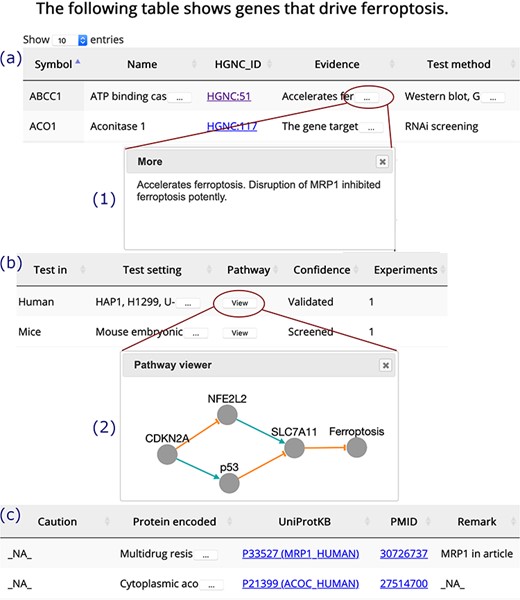 A browser page of drivers. Table columns are split into three parts, (a), (b) and (c). Inset (1) shows the whole content of truncated text. Inset (2) visualizes the regulation pathway of an example gene. The orange T-shaped edge denotes suppression, and the green arrow denotes promotion.