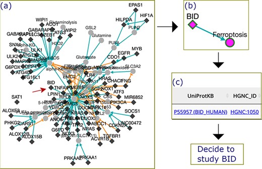 The process by which FerrDb was used to identify BID as a valuable gene for future study. (a) A regulation network integrating drivers’ pathways. Drivers with more than one experiment were removed from the network. (b) BID pathway in ferroptosis. (c) Links to BID resources.
