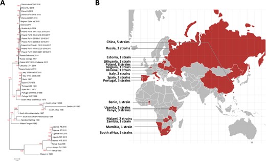 A. Phylogenetic tree of the ASFV strains in ASFVdb. The numbers marked in red are the marginal likelihoods of the tree. B. The distribution of strains in ASFVdb according to country.