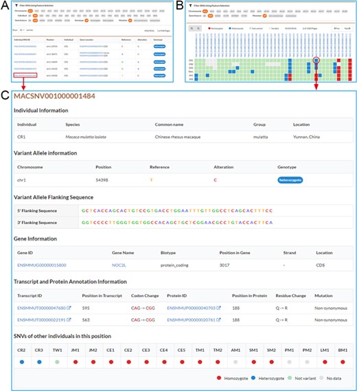 Screenshots of SNV browse pages. A. Individual SNVs’ browse page contains the filtration pane with the SNV result table below. By using the filtration pane, users can filter SNV data and get a list of relevant SNVs. B. Non-redundant SNVs’ browse page. Comparative map of genotypes in each individual is indicated by colored and filled circles in SNV result table. C. Detailed information for an SNV.