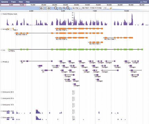 The Mnemiopsis Genome Browser displaying genomic scaffold ML1750. Zooming in on ML17501a and displaying the RNA-seq data from the Embryonic Developmental Time series track at 5-h increments (0, 5, 10, 15 and 20) indicates heightened expression at Hours 15 and 20 relative to earlier developmental time points. Note that the expression scales centered on the embryonic time series tracks are logarithmic. Expression values greater than 100 are truncated and colored red while all other expression values remain blue. The first two tracks above represent RNA-seq data (SRR1971491) derived from Mnemiopsis embryos that were aligned using HISAT2 and assembled into transcripts using StringTie. Also represented is the PFAM2.2 track displaying many collagen protein domains scattered across the entire length of the ML17501a gene.