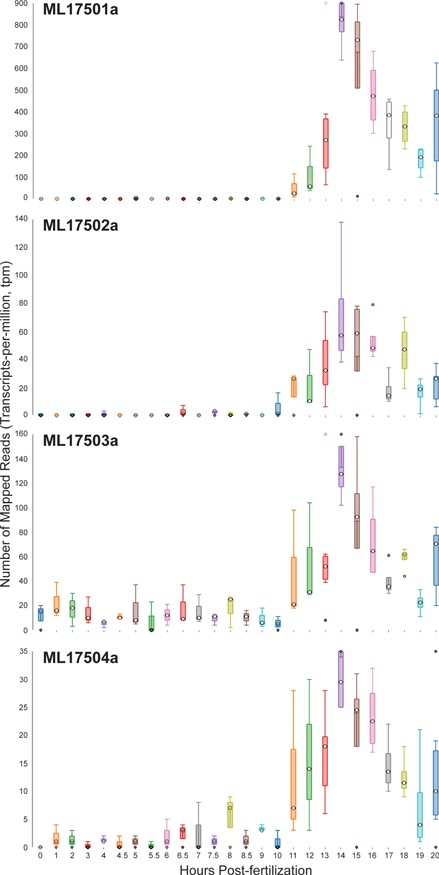 Time-course distribution plots for each of the four Mnemiopsis Group 1 collagen IV genes (ML17501a, ML17502a, ML17503a and ML17504a) generated by searching the gene identifiers on the ‘Temporal Developmental Expression Profiles’ page. Each profile image depicts the gene expression during embryonic development for a single Mnemiopsis gene plotting the number of mapped reads (transcripts-per-million, tpm) from 0 to 20 hpf. Temporal developmental profiles show expression at specific and consistent times across the collagen IV gene cluster with a single-mode curve starting at Hour 11, peaking at Hour 14, and steadily decreasing down through Hour 20. This expression pattern is consistent with the embryonic developmental stage for tentacle growth in Mnemiopsis leidyi.