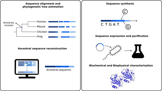 Schematic representation of the different steps to obtain resurrected proteins. The first step involves sequence similarity searches of a given protein to obtain a set of homologous sequences, involving the ancestral nodes to be studied. For example, one could be interested in studying biochemical properties of the studied protein in the last common ancestor for all vertebrates. Using these sequences, it is possible to estimate a phylogenetic tree to define the ancestral node to be reconstructed. In the second step, ancestral sequence reconstruction techniques are applied to estimate most probable sequences in the studied node. The third step involves the ancestral sequence synthesis. This sequence is then inserted into a vector, cloned, expressed and purified (fourth step). The fifth and final step involves a series of biochemical and biophysical characterization.