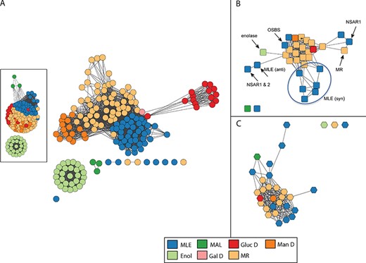 Similarity networks for the enolase superfamily colored by SFLD subgroup. Network visualization uses the organic layout provided by the Cytoscape software (66). In this layout, edges are drawn between nodes if the similarity score is ≥ a statistical significance threshold pertinent to the comparison metric; edge lengths correlate with the degree of connectivity. (A) Structure similarity network computed from all-by-all pairwise comparisons of 170 nonredundant structures using the TM-Align algorithm. Edges represent pairwise structural alignments with a TMScore of at least 0.85 (main network) or at least 0.73 (inset). (A TM-Align score of 0.5 is considered statistically significant (72).) Nodes with similarity scores below these thresholds appear as disconnected from main clusters. Each circular node corresponds to a representative structure of the superfamily and is colored according to the SFLD subgroup to which it is assigned based on a careful curation protocol (34). Subgroups are muconate cycloisomerase (MLE), methylaspartate ammonia lyase (MAL), glucarate dehydratase (GlucD), mannonate dehydratase (ManD), enolase (Enol), galactarate dehydratase (GalD) and mandelate racemase (MR). Although all members of the superfamily share conserved active site machinery associated with the conserved fundamental partial reaction they all catalyze (28), they perform different overall chemical reactions using different substrates. Within the superfamily, while some subgroups are monofunctional and others include multiple reactions, each is named for a single experimentally characterized `founder’ reaction assigned to it by SFLD curators. For example, the MR subgroup includes the mandelate racemase reaction as well as many acid sugar dehydratases. The other subgroup containing several different overall reactions, the MLE subgroup, contains a reaction of the same name as well reactions that include dipeptide epimerases, n-acyl amino acid racemases and others. (B) Reaction similarity network computed from all-by-all pairwise comparisons of 33 overall superfamily reactions. Each square node represents a superfamily reaction colored according to the SFLD subgroup of the enzymes that catalyze it. Edges represent pairwise reaction center similarity scores of at least 0.17. The starred node designates a reaction found in both the MR and GalD subgroups, with three distinct families catalyzing the dehydration of galactarate (73–75). Labeled nodes designate reaction families discussed in the text or figures. The circle distinguishes enzymes from the MLE (syn) sub-subgroup, the members of which differ in substrate specificity rather than in overall reaction. (C) Substrate similarity network. Each hexagonal node corresponds to a known substrate involved in a reaction catalyzed by an enolase superfamily enzyme colored by the subgroup of the corresponding enzyme. Edges represent Tanimoto scores of at least 0.54. The starred node designates a substrate found in both the MR and GalD subgroups.