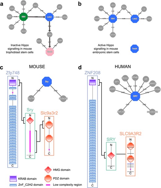 MIPPIE correctly reproduces the chain of Hippo signaling events that lead to (a) trophoblast specification or (b) pluripotency maintenance via the construction of cell type-specific networks with directionality inference using the NETWORK QUERY tab. (c) Interaction partners of the mouse Sry and (d) the human SRY proteins as reported in MIPPIE and HIPPIE, respectively. The accompanying diagrams highlight the domains that mediate conserved interactions.