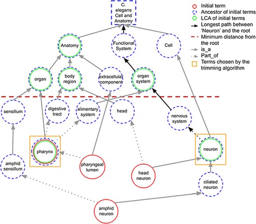 A portion of the C. elegans anatomy ontology graph (generated with the WB SObA tool; 33). Terms circled in red (single solid circle) represent the initial set of annotated terms for the C. elegans gene abf-1. Dashed blue circles are the ancestors of the initial terms and green circles (double circle) are their respective LCAs in the ontology (excluding the root node). The terms pharynx and neuron (marked by yellow squares) are chosen by the trimming algorithm as they are the only LCAs at the predefined minimum distance from the root (depicted as a dashed horizontal line), which in this example is set to 3. Note that the distance of a term from the root is the length of the longest path between them, which is highlighted in the figure as an example for the term neuron.