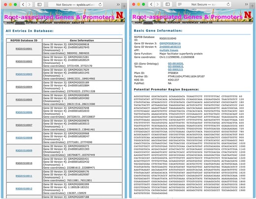 The display pages of searching result (left panel) and information of each gene (right panel).