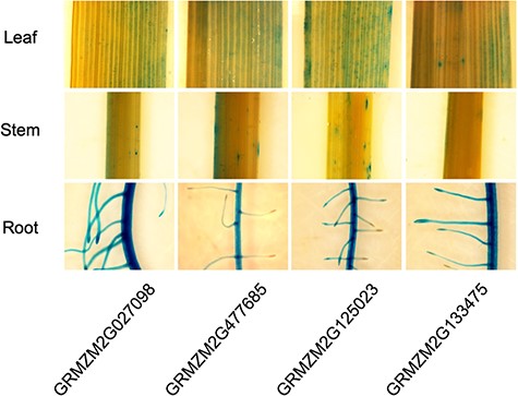 The histochemical GUS assay in a promoter:GUS transgenic rice.
