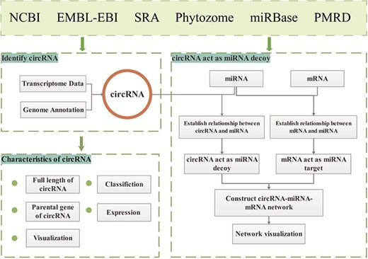 GreenCircRNA framework.