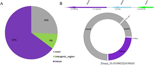 (A) Distribution of three types of circRNAs in maize. (B) Visualization of the circRNA Zmays_10:10199025|10 199 243.