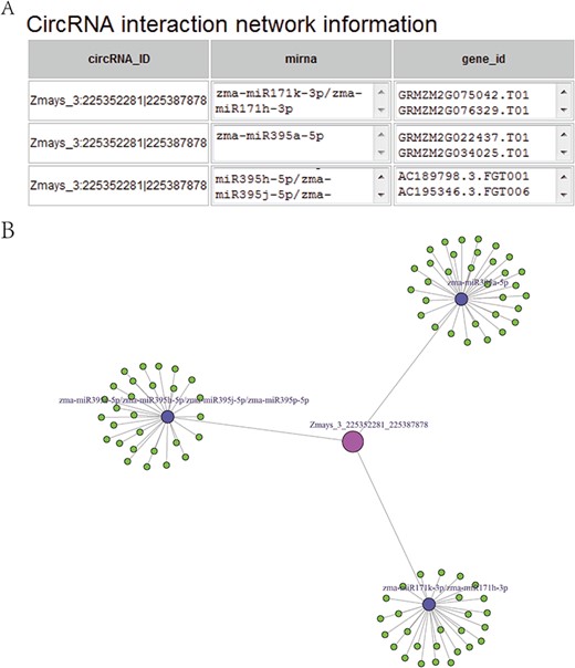 (A) CircRNA–miRNA–mRNA sub-network, taking circRNA Zmays_3:225352281|225 387 878 as an example. Blue nodes, miRNA. Pink node, circRNA as a miRNA decoy. Green nodes, mRNAs as miRNA targets. Gray edges, correlations. (B) Sequence list for Figure 5A, taking circRNA Zmays_3: 225352281|225 387 878 as an example. The first column is a circRNA that acts as a miRNA decoy, the second column shows miRNAs and the third column contains mRNAs that act as miRNA targets. This circRNA may act as a decoy for three miRNAs: zma-miR171k-3p/zma-miR171h-3p, zma-miR395a-5p and zma-miR395e-5p/zma-miR395h-5p/zma-miR395j-5p/zma-miR395p-5p.