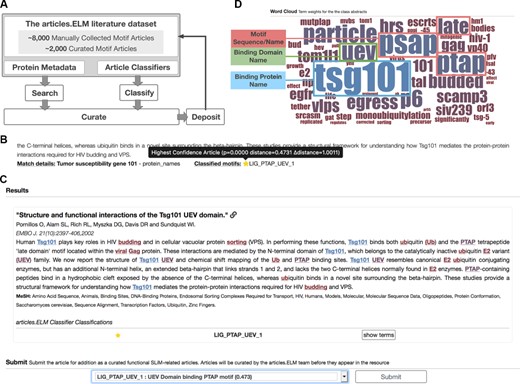 Layout of the articles.ELM resource. (A) Scheme of the articles.ELM framework. (B) Segment of the articles.ELM search page for the search term ‘Tumor susceptibility gene 101’ showing the source of the match as the protein names in the article metadata rather than the article title or abstract. The article also indicates motif classes classified for the article and, if available, any motifs curated in ELM or classified in articles.ELM for the article. (C) Segment of the articles.ELM classify page from the classification of the article titled ‘Structure and functional interactions of the Tsg101 UEV domain’ (11). The output shows the LIG_PTAP_UEV_1 motif class assigned to the article with high confidence (as marked by the full yellow star) and the article abstract is annotated with the key terms for the LIG_PTAP_UEV_1 classification. The terms are coloured by their weight and correspond to the colouring of the logo in the classified page (see panel D). The bottom half of the classify page allows the article to be manually annotated by the user using a list of motif classes and motif groups. (D) Segment of the articles.ELM classified page showing the word cloud representation of the classifier built on the ELM UEV domain-binding PTAP motif (ELM: LIG_PTAP_UEV_1) related articles from the ELM resource. The binding protein (TSG101), binding domain (the UEV domain) and motif sequence/name (PTAP, PSAP or Late domain motif) are highlighted here to demonstrate the relevance of the key terms.