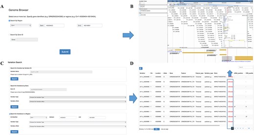 Features of MaizeCUBIC variation module. (A) Variation information of population can be visual browsed by searching for chromosome region or gene names in genome browser tool. (B) Schematic of genome browser embedded in MaizeCUBIC, build on JBrowse. (C) Variations can be queried in three ways in variation search tool. (D) The acquired variations would be displayed in the results page within a table and have links to the relevant entry in genome browser tool to see detail information about them.