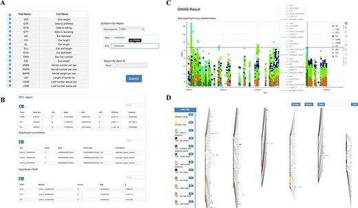 Tools for GWAS results search and visualization in MaizeCUBIC. (A) The GWAS signals could be searched by traits or gene ID and variant locations in GWAS search tools. (B) And detailed information of significant SNPs for you interested traits will show in downloadable tables on the results pages. (C) Each record in the search can be interactively visualizing. And clicking on your interested variations links to the relevant entry in genome browser tool. (D) Schematic of the GWAS diagram tool in MaizeCUBIC.