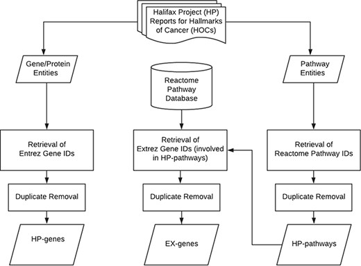 System flow of the curation work for hallmarks of cancer.