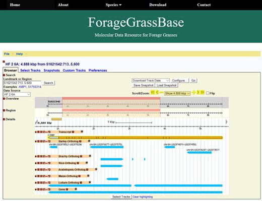 ForageGrassBase genome browser contains F. pratensis genome annotation and their orthologous regions in Arabidopsis, Lolium perenne, Brachypodium, barley, maize and rice.