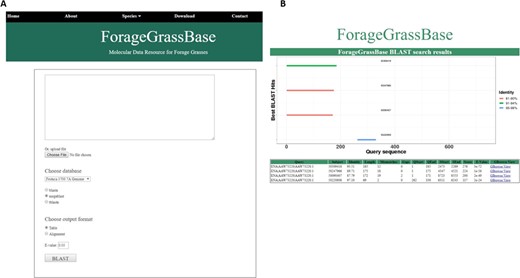 Festuca pratensis cultivars genome browsers with genome annotations and BLAST tool. (A) BLAST tool implemented to search for homologous regions in the reference genomes available. (B) BLAST results page shows the homologous regions.