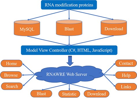 The schematic flow for the construction of RNAWRE.