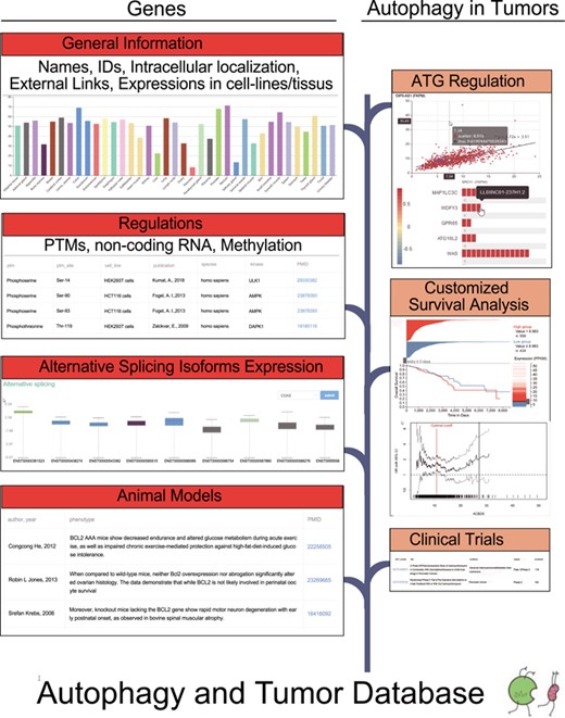 The flow diagram of the database construction. Gene-specific information was collected from Human Protein Atlas, HGNC, UniProt and Ensembl. Experiments identified regulators was searched in the PubMed. RNA sequencing data from TCGA were used to carry out correlation analysis and differential expression analysis. TCGA survival data and phenotype data were used to customize survival analysis.