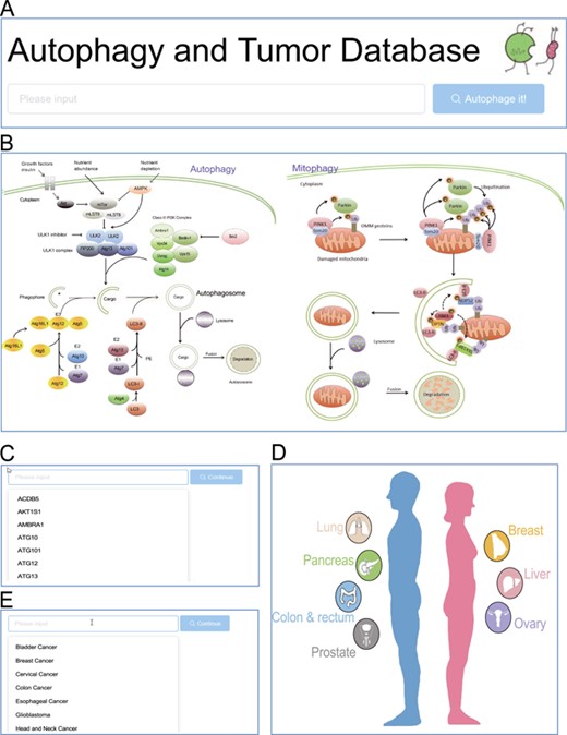 Browse entrance. (A) Search in the homepage; (B) click on the autophagy pathway illustration; (C) select from the dropdown list of genes; (D) click on the anatomy illustration; (E) select from the dropdown list of tumors.